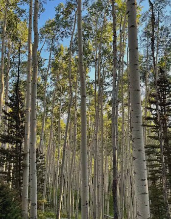 Green meadow and aspen grove behind the lodge in summer