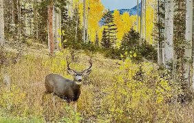 Mule deer buck standing in golden aspens