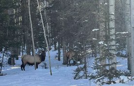 Elk moving through snowy aspens behind the lodge